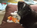 Hundeversicherung