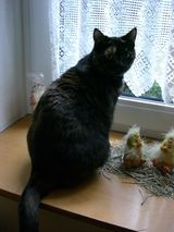 Katzenkrankenversicherung