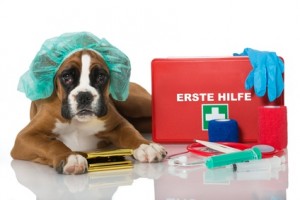 Hunde-Op Versicherung