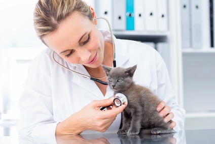 Katzenkrankenversicherung ohne Selbstbeteiligung