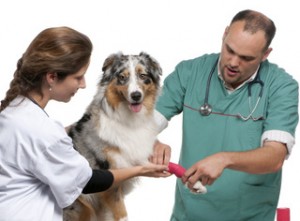 Hunde-Op Versicherung Vergleichsrechner