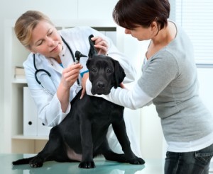 Hundekrankenversicherung Vergleichsrechner