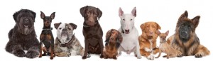 Hundeversicherung Testsieger Stiftung Warentest
