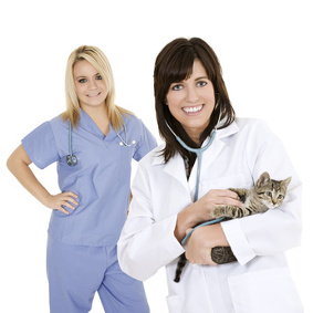 Katzen-Op Versicherung Vergleichsrechner