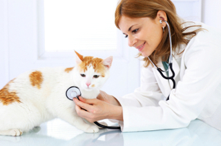 Katzenkrankenversicherung Vergleichsrechner
