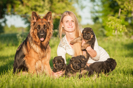 Hundehaftpflicht Vergleichsrechner