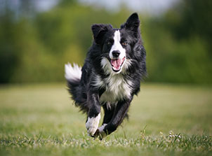 Jetzt auf Versicherungsgeizkragen.de umfangreiche Informationen erhalten und Versicherungsvergleiche zur Hundehaftpflichtversicherung, Hundekrankenversicherung und Hunde-Op Versicherung durchführen.