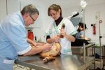 Kastration bei Hunden