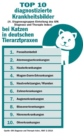 Die häufigsten Katzenkrankheiten Die häufigsten Katzenkrankheiten